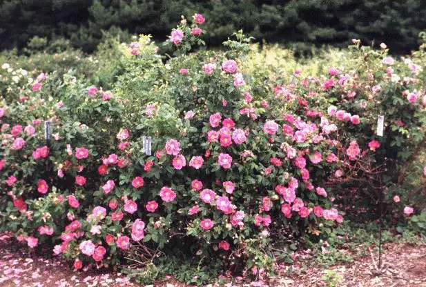 rastreros rosales rastreros rosales