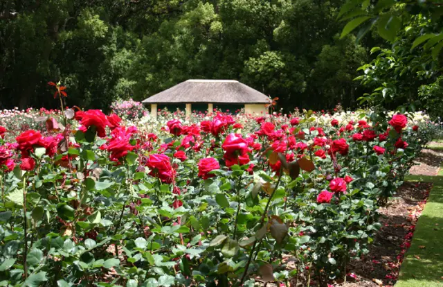 rastreros rosales rastreros rosales