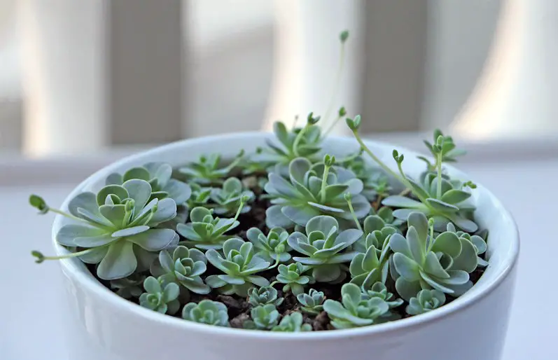 rosa-piedra-orostachys-boehmeri