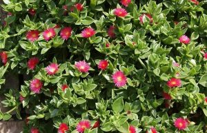 Características y cultivo de Rosinha-de-sol (Aptenia cordifolia)