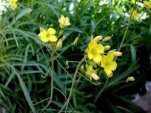 Cohete salvaje - Diplotaxis tenuifolia
