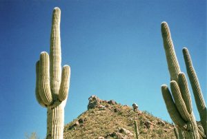 Características del cactus Saguaro (Carnegiea gigantea)
