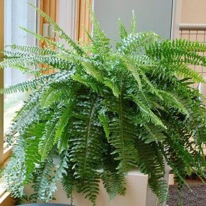 Sepa cómo cuidar los helechos tanto dentro como fuera de su hogar