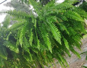 Cómo hacer un kokedama de helecho