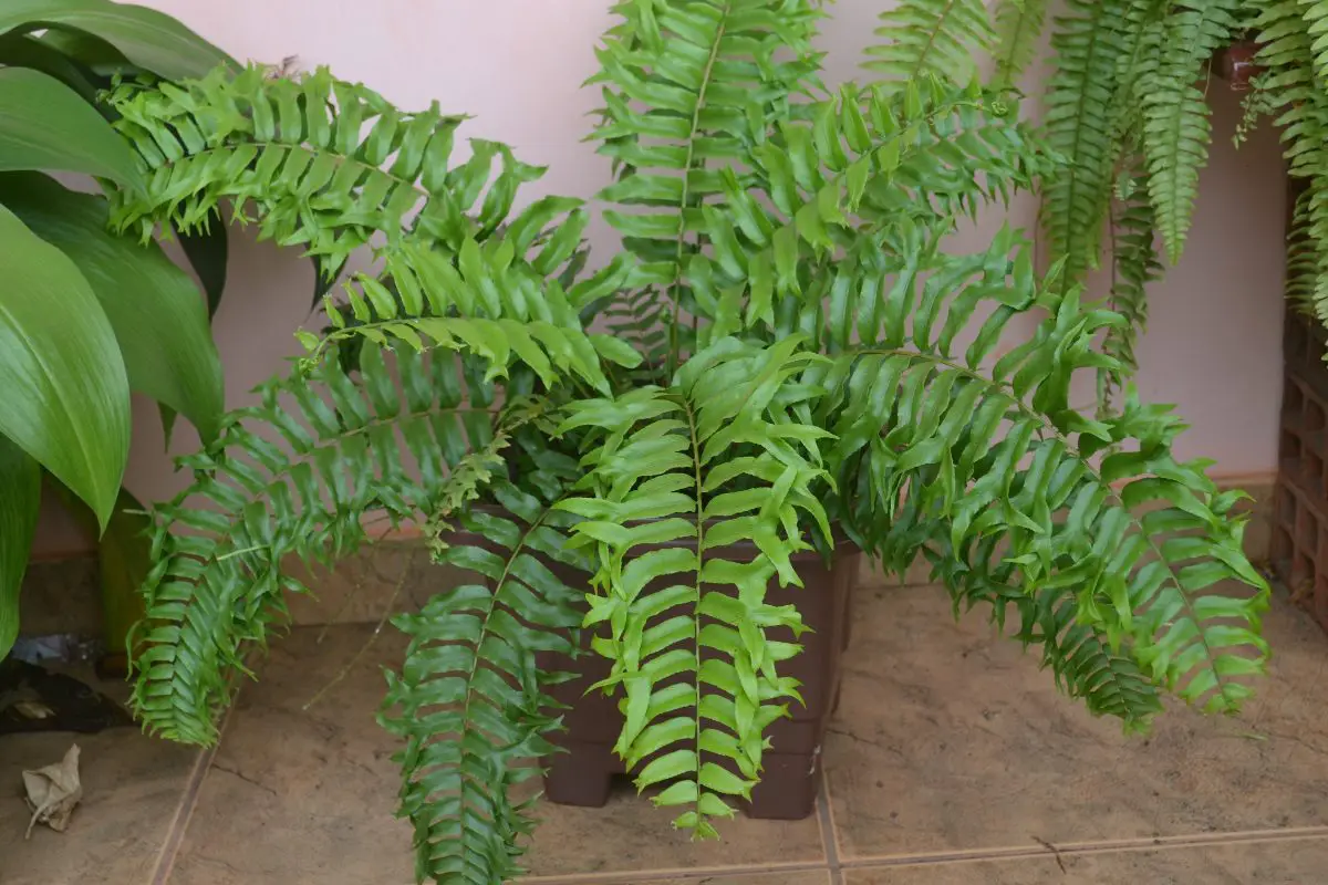 helecho cola de pescado