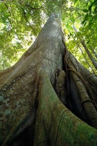 Características del Samaúma (Ceiba pentranda)