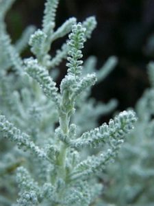 Santolina - Santolina chamaecyparissus