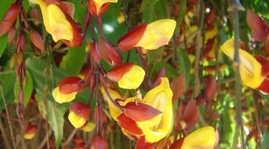Características de la trepadora Judia Slipper (Thunbergia mysorensis)