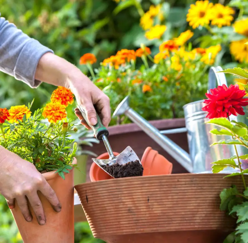 salud vegetal-2 salud vegetal-2