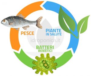 Acuaponía: qué es y cómo funciona