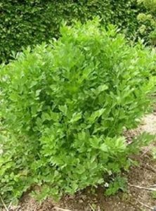 Apio de montaña - Levisticum officinalis