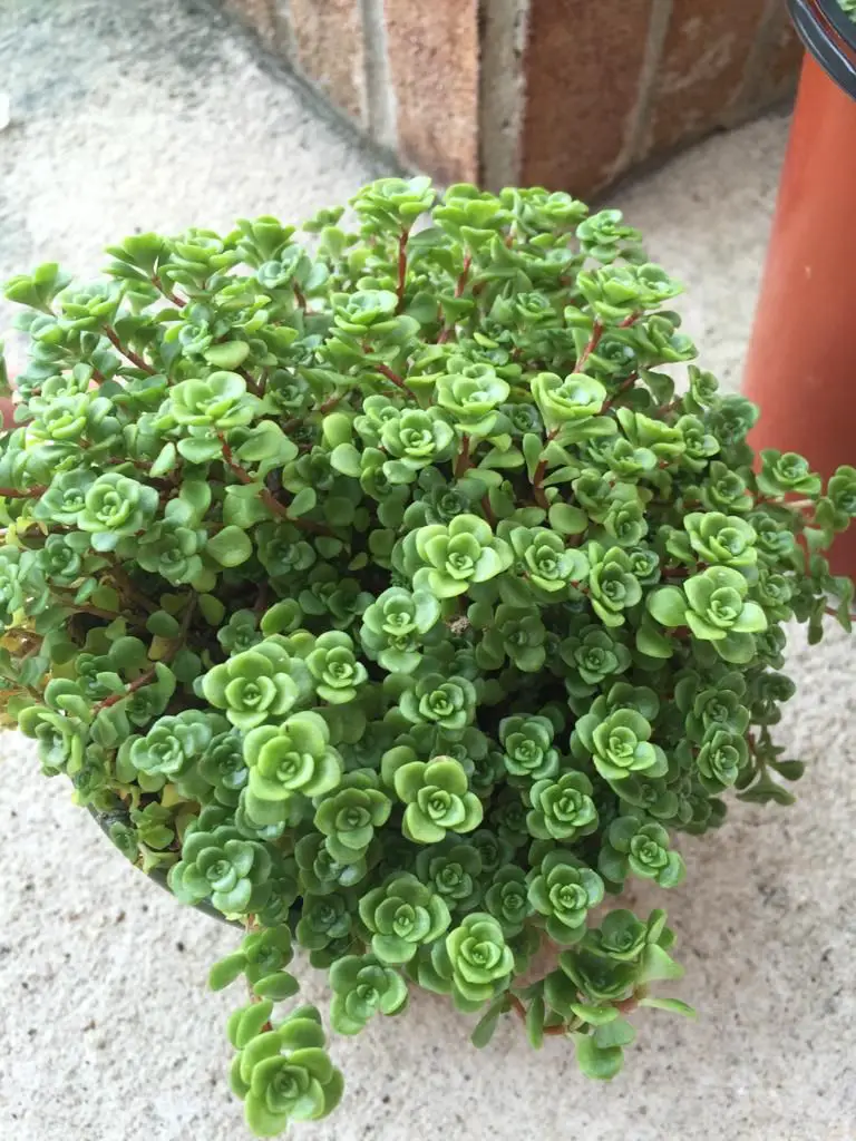 sedum makinoi