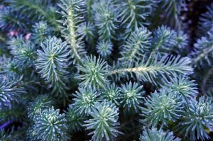 Características de Stonecrop (Sedum reflexum 'Blue Spruce')