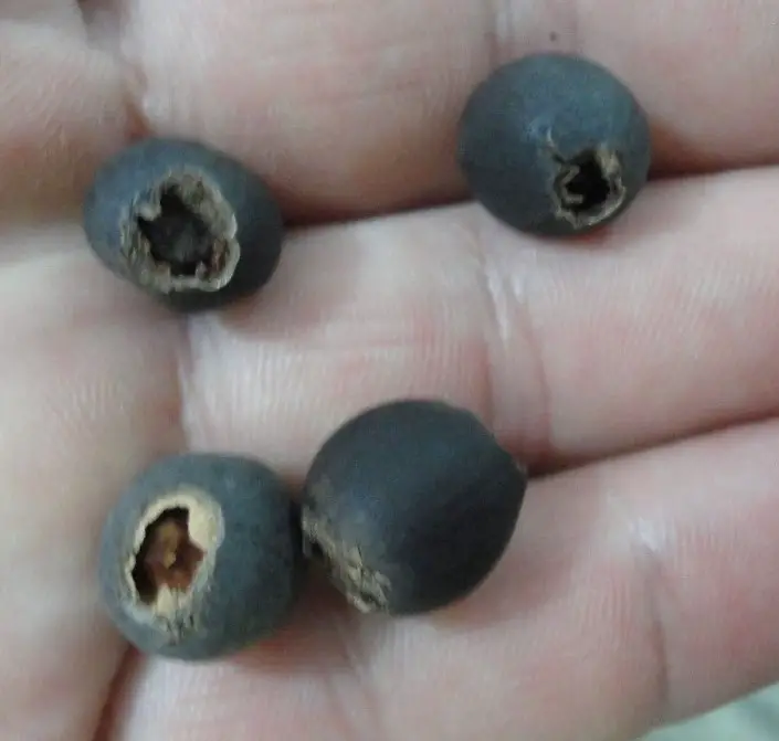 semillas escarificadas