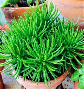 Características de Senecio Barberonicus
