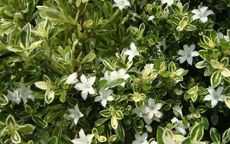 serissa