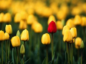 Significado de las flores de tulipán