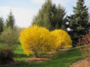 Características de la campana de oro (Forsythia x intermedia)