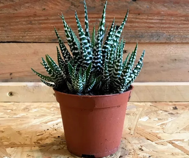 Cuidado de la planta cebra (Haworthia fasciata)