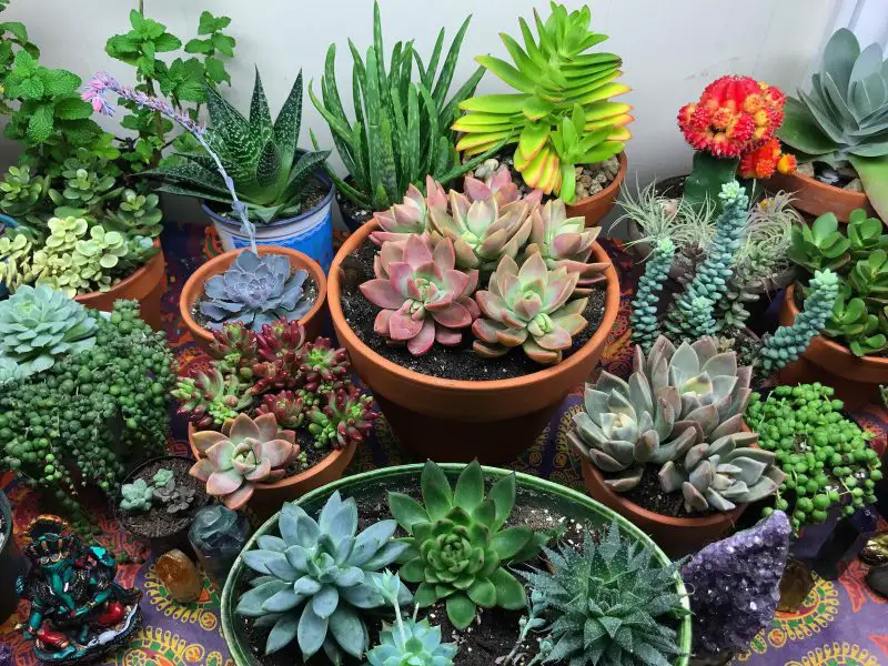 suculentas