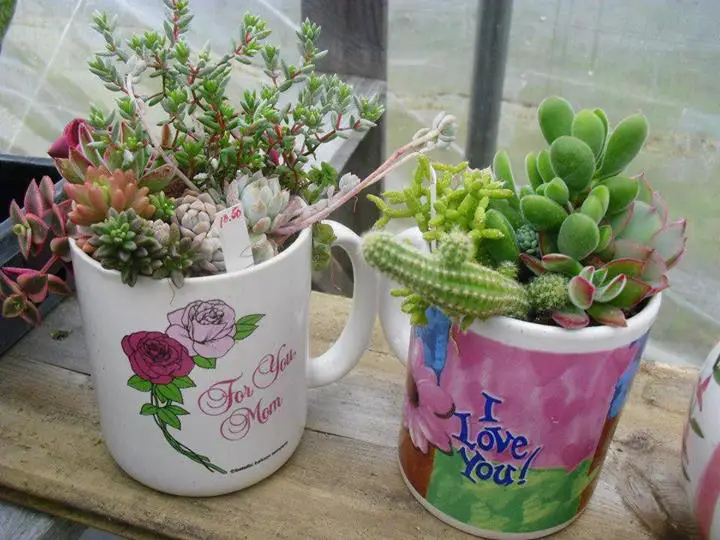 suculentas-cup4