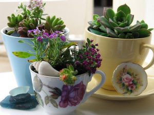 aprende a plantar suculentas en forma de taza
