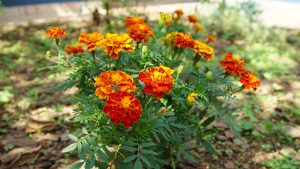 Tagete - Características y cultivo