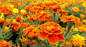 Cómo cuidar Tagetes (Tagetes patula)