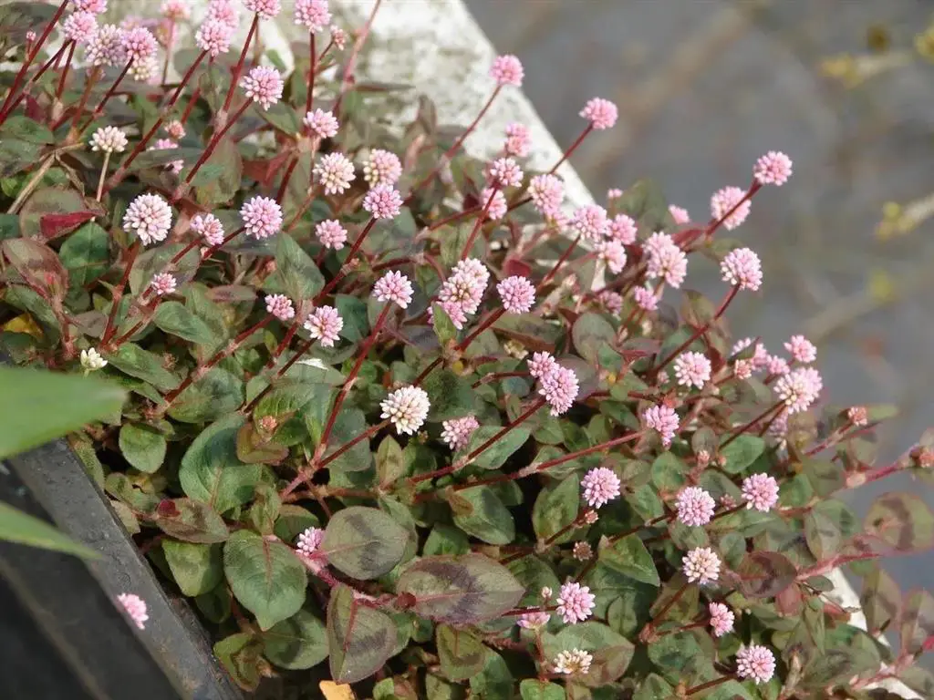 Alfombra inglesa Alfombra inglesa