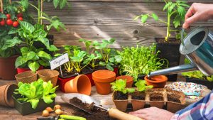 Cómo plantar y cuidar tu huerto