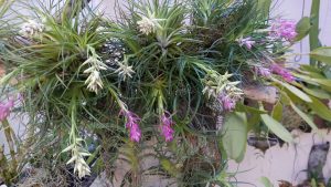 Cómo recuperar una Tillandsia que se está secando