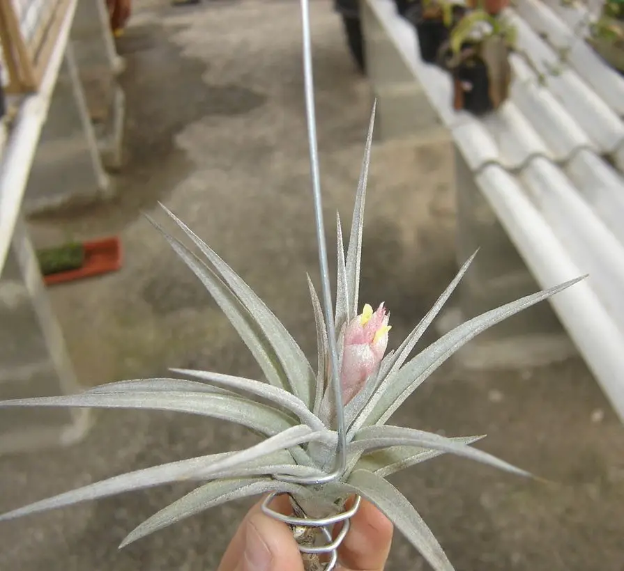 tillandsias