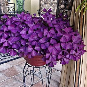 Plantas góticas - En las estaciones frías es la nueva tendencia