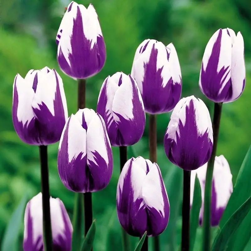 tulipán-66