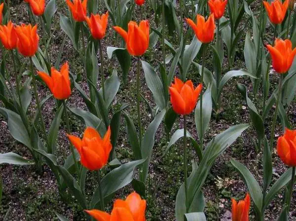 bailarina de tulipán