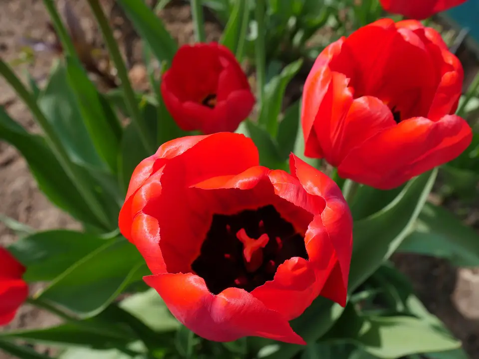 tulipán rojo