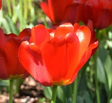 Características del tulipán