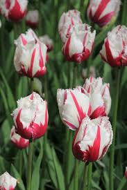 tulip_89 tulip_89