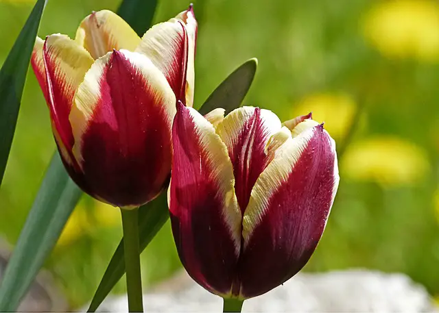 tulipanes-4