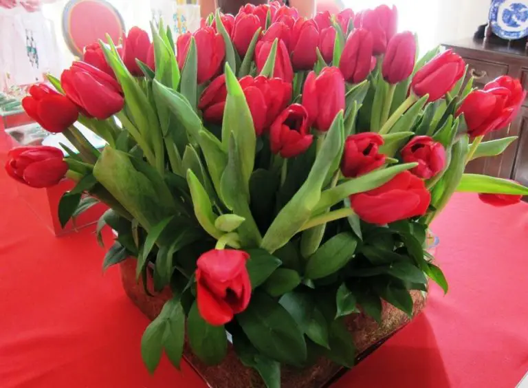 8 ideas de jardinería para un jardín más bonito - Consejos para mi huerto