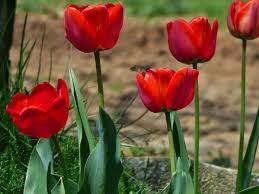 tulipanes