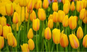 descubre los consejos esenciales para cultivar tulipanes