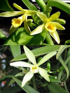 Anatomía de las orquídeas: hojas