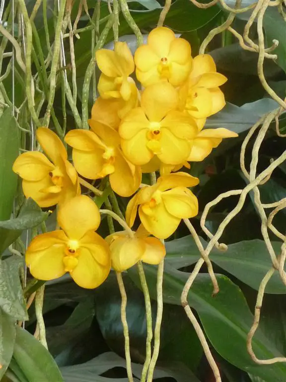 vanda amarilla vanda amarilla