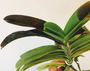 Cómo prevenir la pudrición negra en las orquídeas