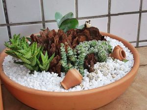 Cuidando a los mini cactus y sus tipos