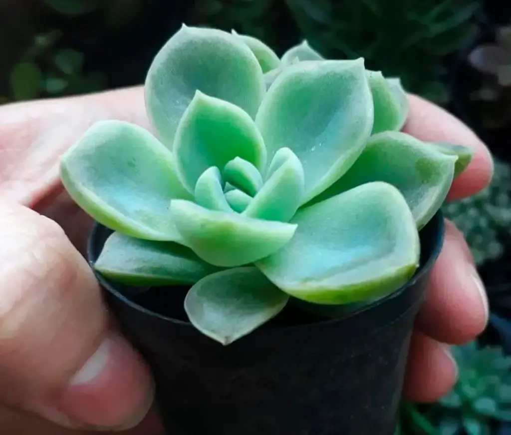 florero de plastico florero de plastico