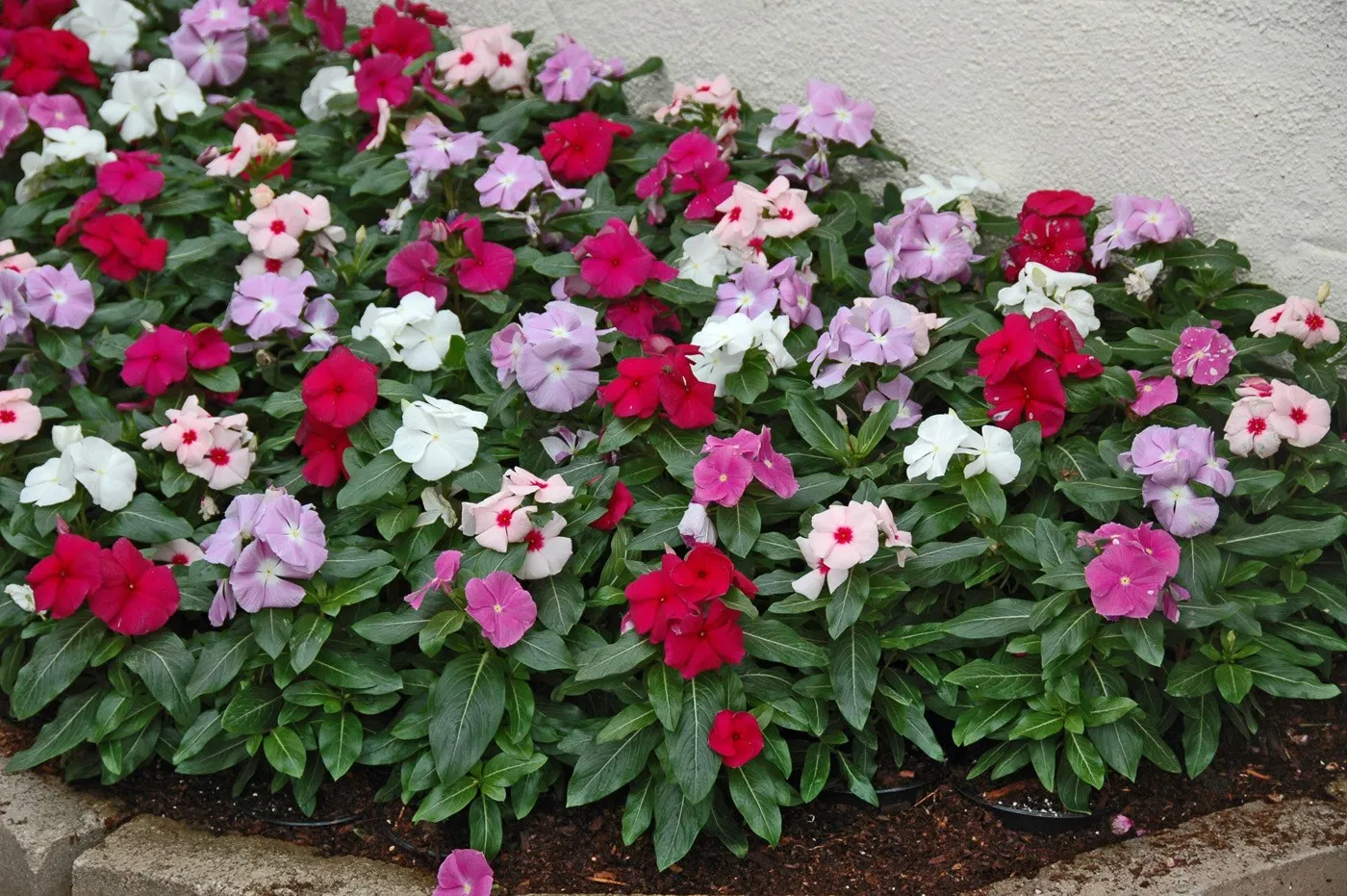 Cómo cultivar Vinca (Catharanthus roseus)