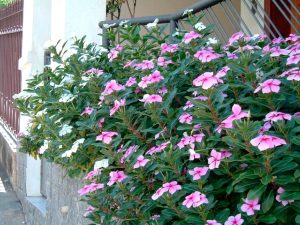 Las características de Vinca-de-Madagascar (Catharanthus roseus)