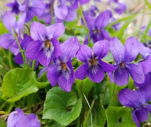 Características de la Violeta Perfumada (Viola odorata)